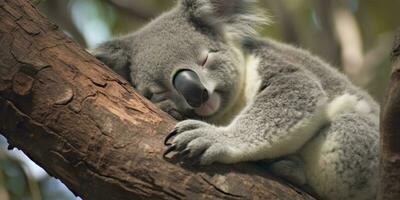 ai generiert Koala schlafend im Baum. ai generiert foto