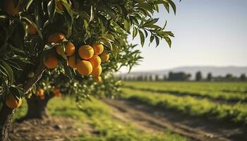 ai generiert ein Orange Baum ist im das Vordergrund mit ein Bauernhof Feld Hintergrund. generativ ai foto