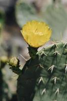 vertikale Nahaufnahme einer gelben Blume auf einer Kaktuspflanze