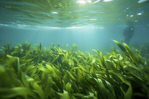 ai generiert unter Wasser Aussicht von ein Gruppe von Meeresboden mit Grün Seegras. ai generiert foto