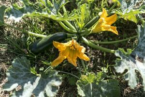 Zucchini und es ist Blume im früh Sommer- im ein ökologisch Garten, Kürbis pepo foto