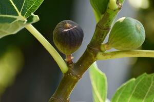 lila und Grün Feigen Obst hängend auf das Ast von ein Feige Baum, Ficus Carica foto