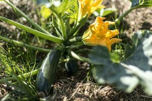 Zucchini und es ist Blume im früh Sommer- im ein ökologisch Garten, Kürbis pepo foto