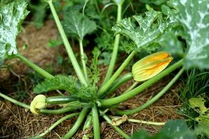 Zucchini und es ist Blume im früh Sommer- im ein ökologisch Garten, Kürbis pepo foto