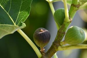 lila und Grün Feigen Obst hängend auf das Ast von ein Feige Baum, Ficus Carica foto