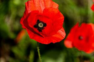 Mohn Kopf beim Frühling im ein Garten, Papaver Rhoeas, Ranunkeln foto