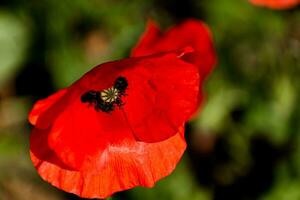 Mohn Kopf beim Frühling im ein Garten, Papaver Rhoeas, Ranunkeln foto