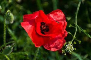 Mohn Kopf beim Frühling im ein Garten, Papaver Rhoeas, Ranunkeln foto