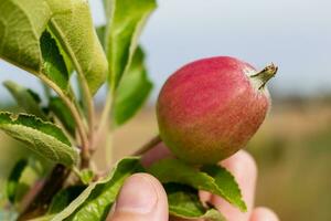 wenig Äpfel wachsend auf Apfel Baum im ein Obstgarten, gesund und natürlich Essen, pomum foto