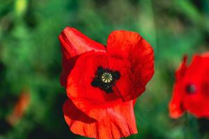 Mohn Kopf beim Frühling im ein Garten, Papaver Rhoeas, Ranunkeln foto