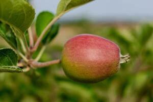 wenig Äpfel wachsend auf Apfel Baum im ein Obstgarten, gesund und natürlich Essen, pomum foto