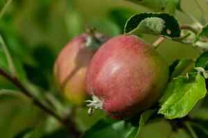 wenig Äpfel wachsend auf Apfel Baum im ein Obstgarten, gesund und natürlich Essen, pomum foto