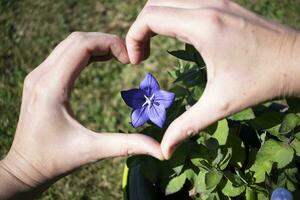 Platycodon Großblütige Blume Liebe Konzept mit Herz Hand Geste foto