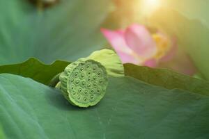 Schoten und Saat von Lotus Blume. foto