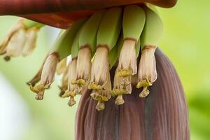 Banane Blume auf Weiß Hintergrund. foto