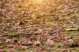 Rosa Trompete Blume auf das Boden. foto