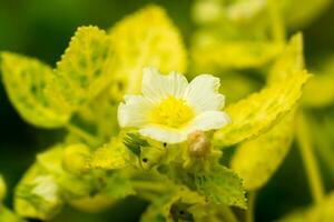 sida Cordifolia Pflanze. foto