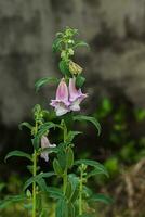 Rosa Blume von Sesam Pflanze. foto