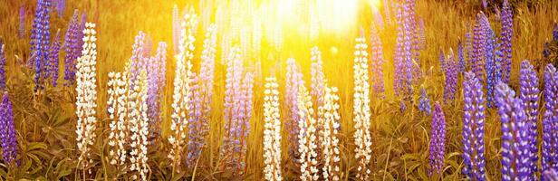 Lupinus Feld Blumen. Lupine im Wiese. Landschaft. foto