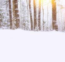 Landschaft. gefrorener Winterwald mit schneebedeckten Bäumen. foto