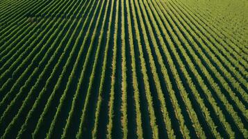 ai generiert Weingut Weinberge Ackerland Landschaft foto