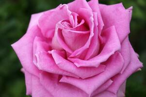 schön Rosa Rose im das Garten. foto