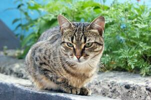 süß Grauschwarz inländisch Katze sitzt auf ein Beton Blume Bett. foto