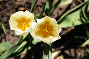 Weiß Gelb Tulpen gegen Grün Laub. foto