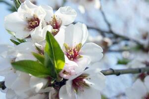 Weiß Blumen und Knospen von ein Kirsche Baum im Frühling Blüte. foto