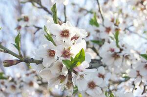 Weiß Blumen und Knospen von ein Kirsche Baum im Frühling Blüte. foto