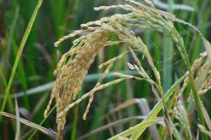 das Grün und Gelb Ohren von Reis Körner Vor Ernte Reis Felder im Bangladesch. foto