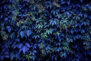 unter das Blau Filter, Grün Kriechpflanze Blätter auf das Mauer. foto