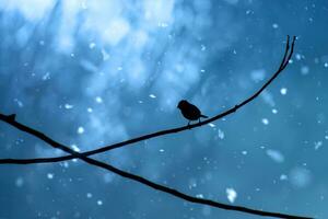 schwarz Silhouette von ein Vogel auf ein Ast foto