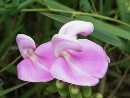 Gruppe Rosa Blume von canavalia Rosea Pflanze. foto