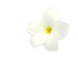 Weiß Blumen auf Weiß Hintergrund. foto