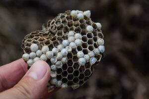 Hornisse Nest unter das Dach von das Scheune. Polit Wespen Nest foto