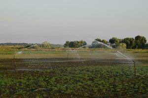 Bewässerung System im Feld von Melonen. Bewässerung das Felder. Sprinkler foto