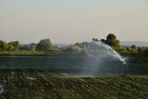 Bewässerung System im Feld von Melonen. Bewässerung das Felder. Sprinkler foto