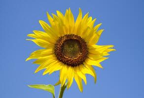 ein blühen Sonnenblume gegen ein Blau Himmel und Sonne. foto