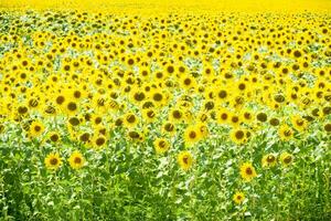 Feld von Blühen Sonnenblumen. blühen Sonnenblumen im das Feld. Sonnenblume Feld auf ein sonnig Tag. foto