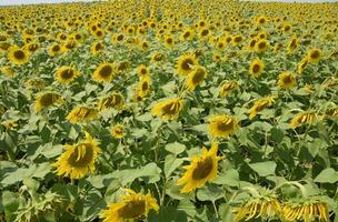 Feld von Blühen Sonnenblumen. blühen Sonnenblumen im das Feld. Sonnenblume Feld auf ein sonnig Tag. foto