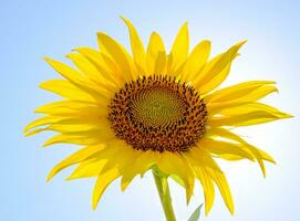 ein blühen Sonnenblume gegen ein Blau Himmel und Sonne. foto