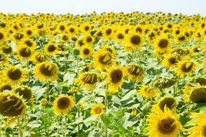Feld von Blühen Sonnenblumen. blühen Sonnenblumen im das Feld. Sonnenblume Feld auf ein sonnig Tag. foto