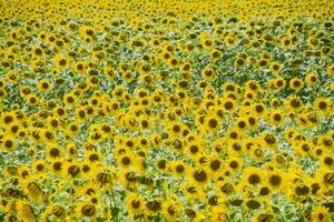 Feld von Blühen Sonnenblumen. blühen Sonnenblumen im das Feld. Sonnenblume Feld auf ein sonnig Tag. foto