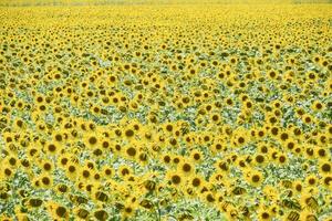 Feld von Blühen Sonnenblumen. blühen Sonnenblumen im das Feld. Sonnenblume Feld auf ein sonnig Tag. foto