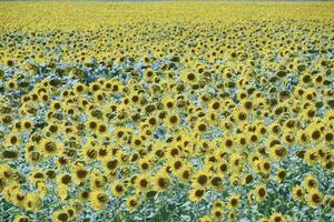 Feld von Blühen Sonnenblumen. blühen Sonnenblumen im das Feld. Sonnenblume Feld auf ein sonnig Tag. foto