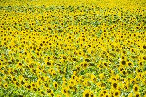 Feld von Blühen Sonnenblumen. blühen Sonnenblumen im das Feld. Sonnenblume Feld auf ein sonnig Tag. foto