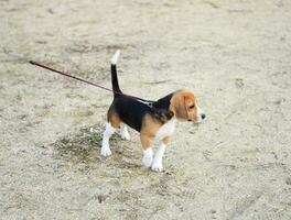 Hündchen Hund auf ein Leine. Hund Gehen auf ein Leine. foto