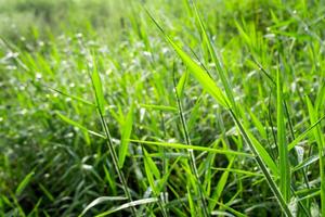 frische gras in der landschaft grünland foto