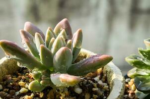 saftig Pflanze Nahansicht frisch Blätter Detail von Graptosedum darley Sonnenschein foto